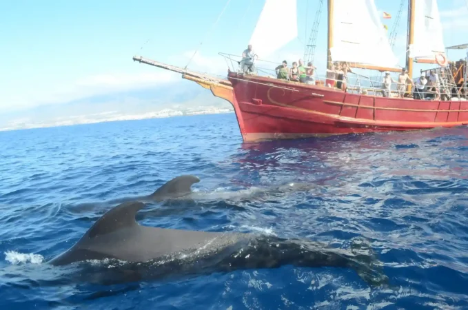 Peter pan whale watching pirate boat