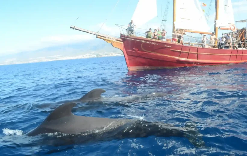 Family Pirate Ship Whale Watching Adventure in Tenerife