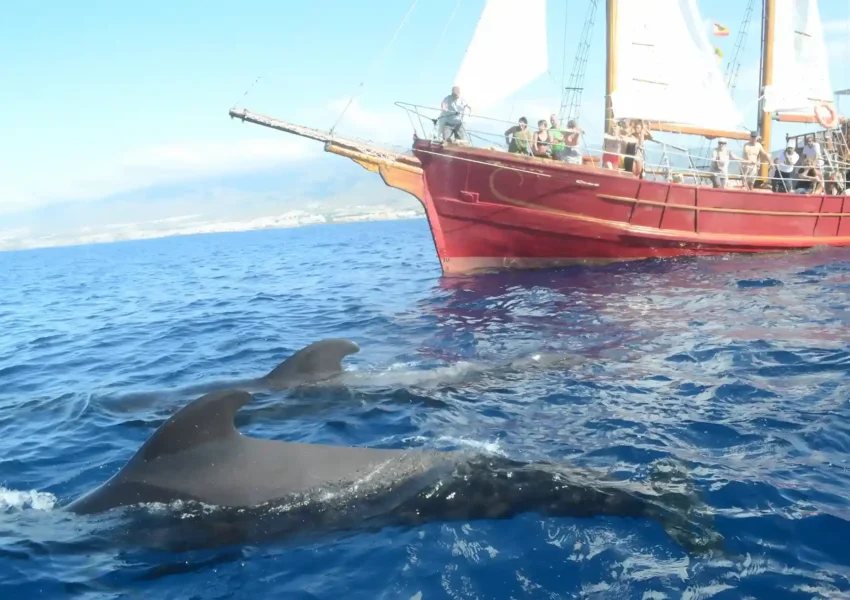 Peter pan whale watching pirate boat